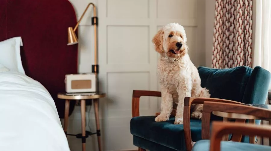 Luxury Pet-Friendly Stays: Where Refined Travel Includes Every Family Member Luxury pet-friendly stays | Hotel-gurus.com